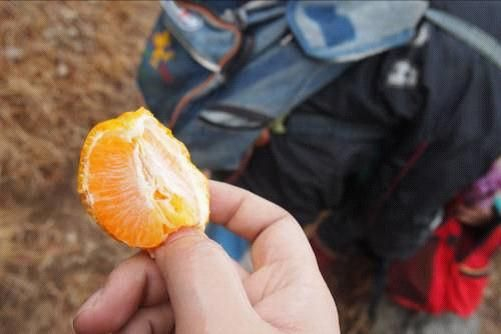 图说：在放学路上，孩子们经常分享橘柑这样的水果，这是山区孩子的零食
