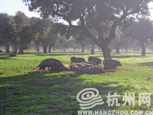 悠闲的西班牙伊比利亚黑蹄猪 毛山 摄
