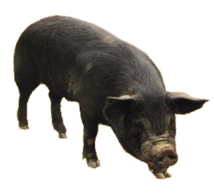 日本鹿儿岛黑猪鹿儿岛黑猪有着完美的大理石纹 毛山 摄