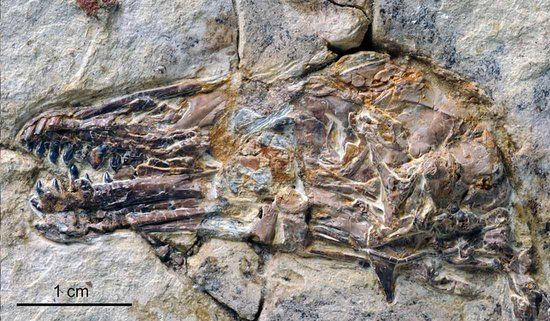 中国辽宁发现了一种长有古怪牙齿的鸟类的骨架化石