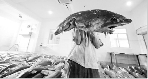 蒲岐鲨鱼加工业一年吸引的鲨鱼资源约6000吨，占全国90%。