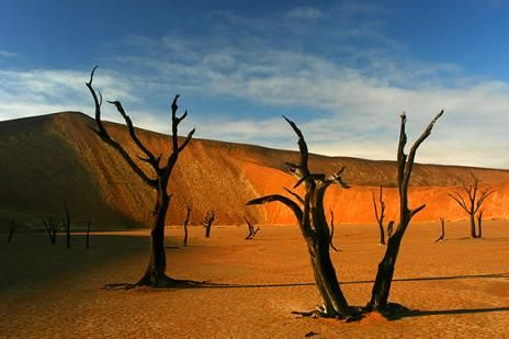　　树木慢慢死去，变干，毒辣的阳光将其烤焦，使它们的外表变黑。沙丘变成橙红色，看起来像生锈了一样