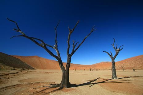 骆驼刺在浅水处生长，它们喜欢沙土