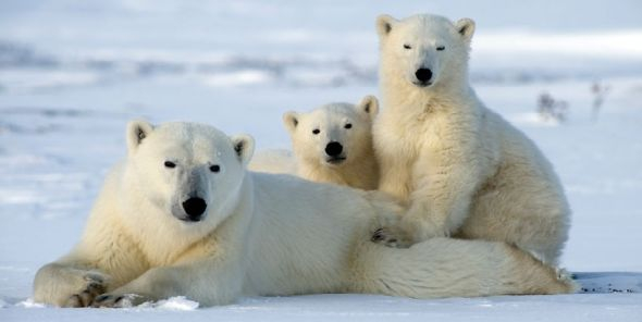 建立保护区限制破坏性活动