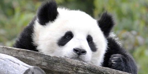 发现生物灭绝危害