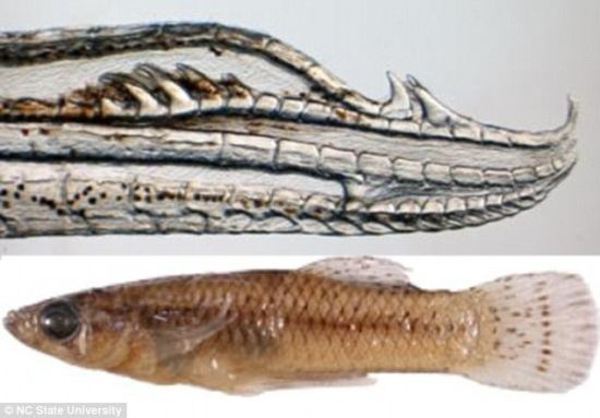 雄性Gambusia quadruncus的生殖器上长着4个钩状器官