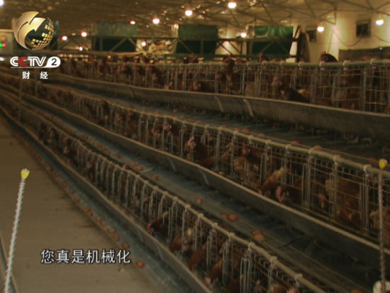 村民张文才的机械化养鸡场