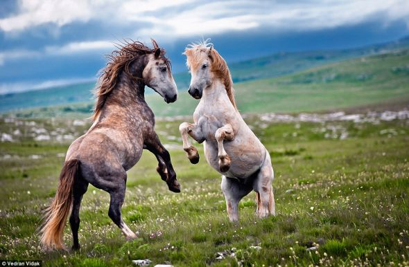　　两匹牡马靠后腿站立，前腿则充当武器，随时准备挥出致命的一蹄，将对手掀翻在地。每年，这种争夺交配权的争斗都会在牡马中间上演。
