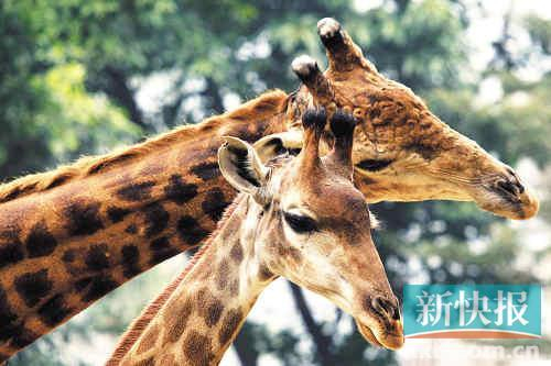 长颈鹿撑着头在谈情说爱。
