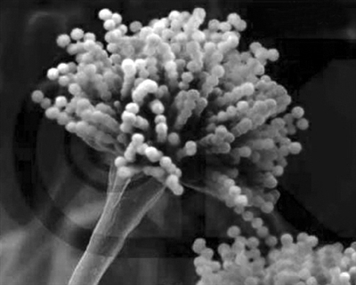 牛奶中黄曲霉毒素来自哪里