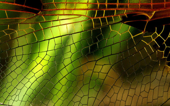 昆虫翅膀的脉序