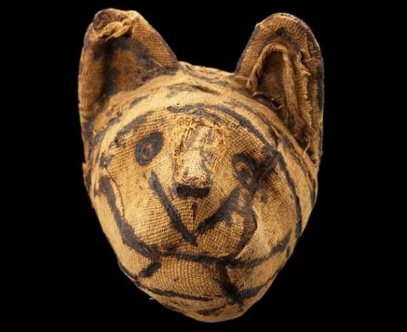 一个用猫制作的木乃伊的头部