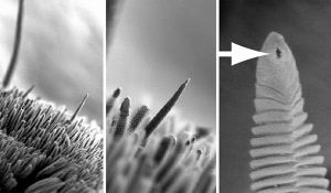 狼蛛喷丝孔逐步放大图