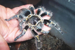 哥斯达黎加的斑马狼蛛