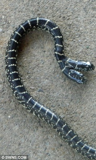 这张图中可以清楚地看到这条小蛇拥有两个脑袋