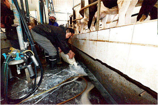 1月9日，河南省新乡市一养殖小区挤奶厅，奶农把卖不掉的鲜牛奶直接倒入下水道。