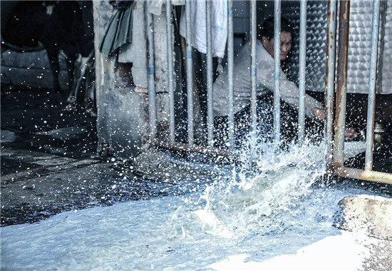 　　1月8日，广州，位于南沙区榄核镇的一家散户奶牛场因至今仍未找到接收牛奶的奶制品公司，故每隔两天就要把产出的牛奶倒掉。