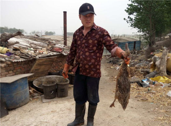 梁瑞社的鸭棚里又死了一只鸭子。  图/俞琴