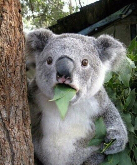 杨帆老师高超的空仓和抢反弹技术，让理财小妹我秒变目瞪口呆小考拉！