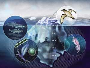 一些海洋生物聚集在冰山周围