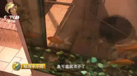 为了更直观的给记者展示他们处理后的中水水质，周鹏带记者来到一个鱼缸前