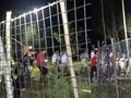 别样的快乐!上百人熬夜进小树林抓知了 参与者:像去食堂抢饭