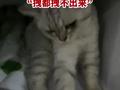 武汉太热猫咪躲进冰箱不出来,主人:怎么拽都拽不出来