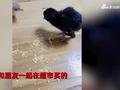 家中频传叫声,女子意外发现放厨房的毛鸡蛋孵出小鸡,随后惊喜不断