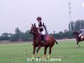 骑士的品格｜中国马术协会秘书长钟国伟： 骑士精神是一种文化