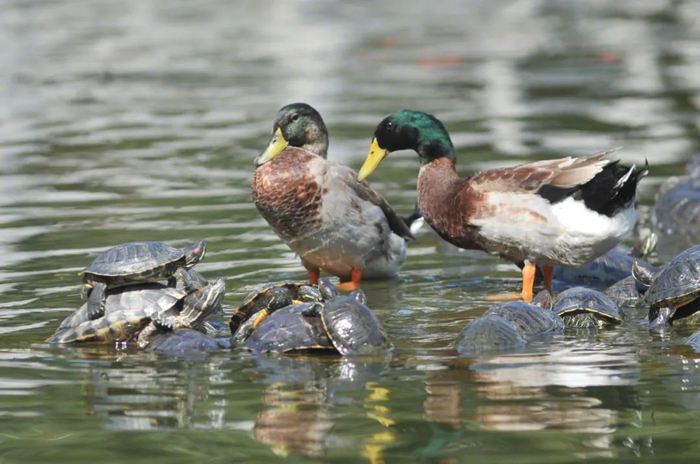 在狭小的空间里，绿头鸭与被放生的巴西龟争夺地盘 图/中新社王海滨 摄