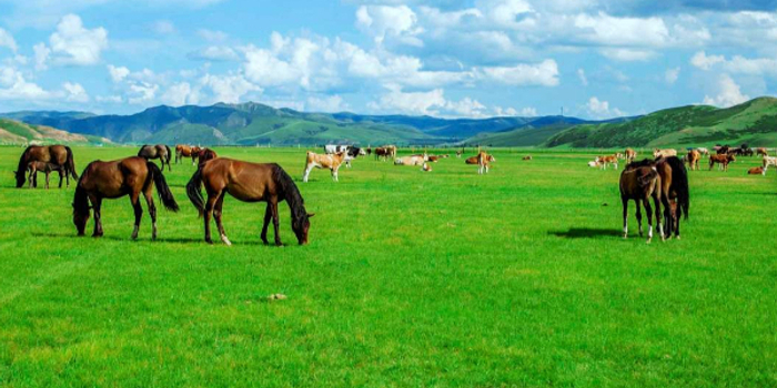 生态保护与文化挖掘并行布克塔图姆遗址迎来可持续发展新阶段