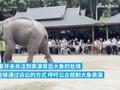 云南一4A级景区被环保组织起诉 环保人士:训练大象表演是另一种虐待
