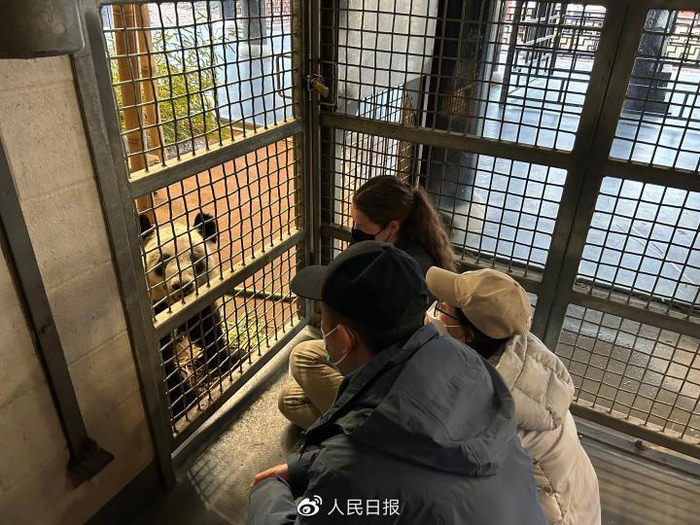 4月11日，北京动物园工作人员和孟菲斯动物园工作人员一起同“丫丫”增进熟悉度（图/新华社）