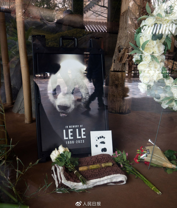 美国田纳西州孟菲斯动物园摆放纪念大熊猫“乐乐”的照片和鲜花。（图/新华社）