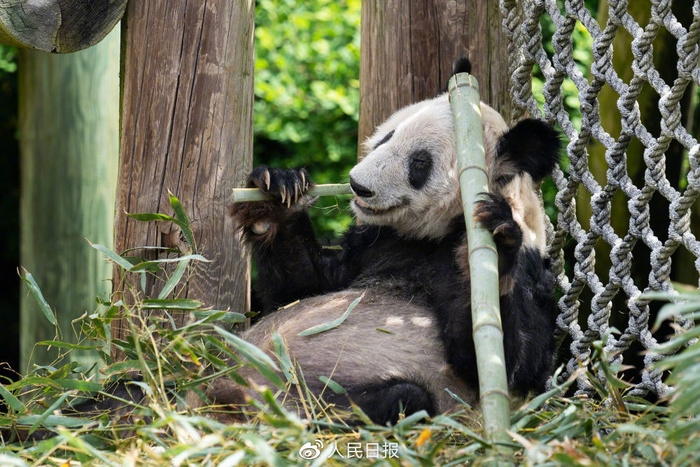 4月25日在美国田纳西州孟菲斯动物园拍摄的大熊猫“丫丫” （图/新华社）