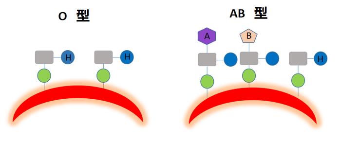 血型相关抗原示意图