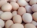 市场行情 | 全球多地蛋价再次飙升，原因不止是禽流感！