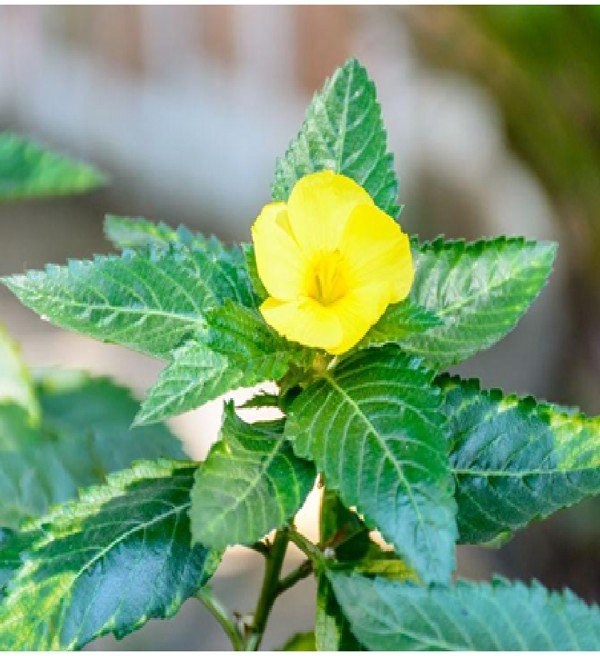 酵素代加工|热门原料为男生养生注入新活力!