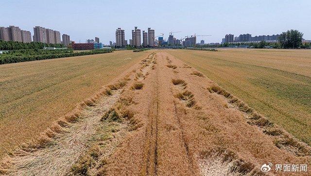  河南周口遇大风天气，大面积小麦倒伏。图片开头：视觉中国