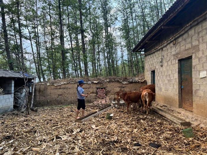 2024年4月，凉山州普格县，阿根子组的妻子在家中牛圈旁。南方周末记者 郑丹 摄