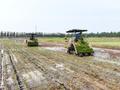 鱼台：水稻机插秧4万多亩即将完成