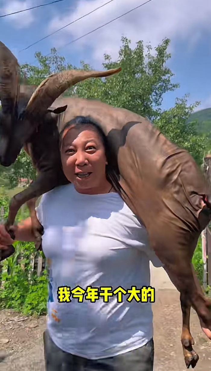  “东北雨姐”扛羊子，热情“彪悍”的风格深受粉丝喜爱。图片来源/平台视频截图