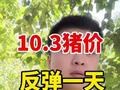 10.3号最新猪价