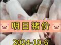 2024.10.6号猪价开始上涨