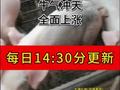 2024.10.7好猪价全面上涨