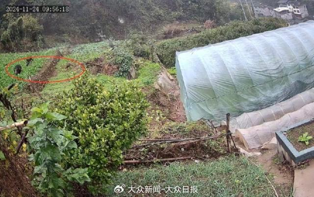 猎犬在村中田里追捕野猪。图/受访者提供
