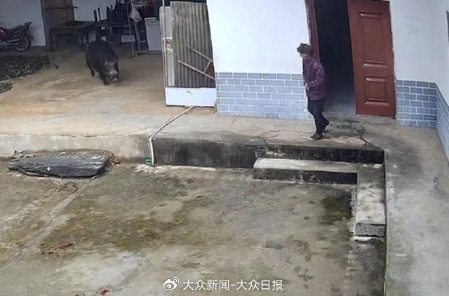 野猪闯进村民家中。图/受访者提供