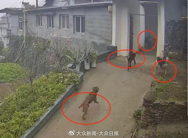 3只猎犬追捕野猪闯进村民家中。图/受访者提供