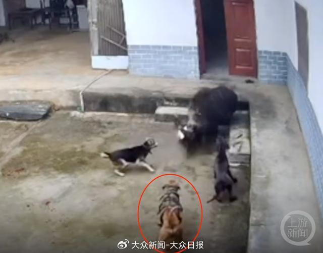 现场视频显示，一只狗身上穿有护甲，疑为狩猎犬。 视频截图