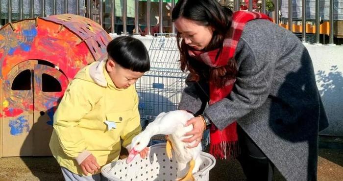 鸭子和萌娃同上幼儿园？没错，这名“同学”叫“大花”！